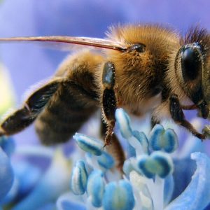 Annual Membership Dues